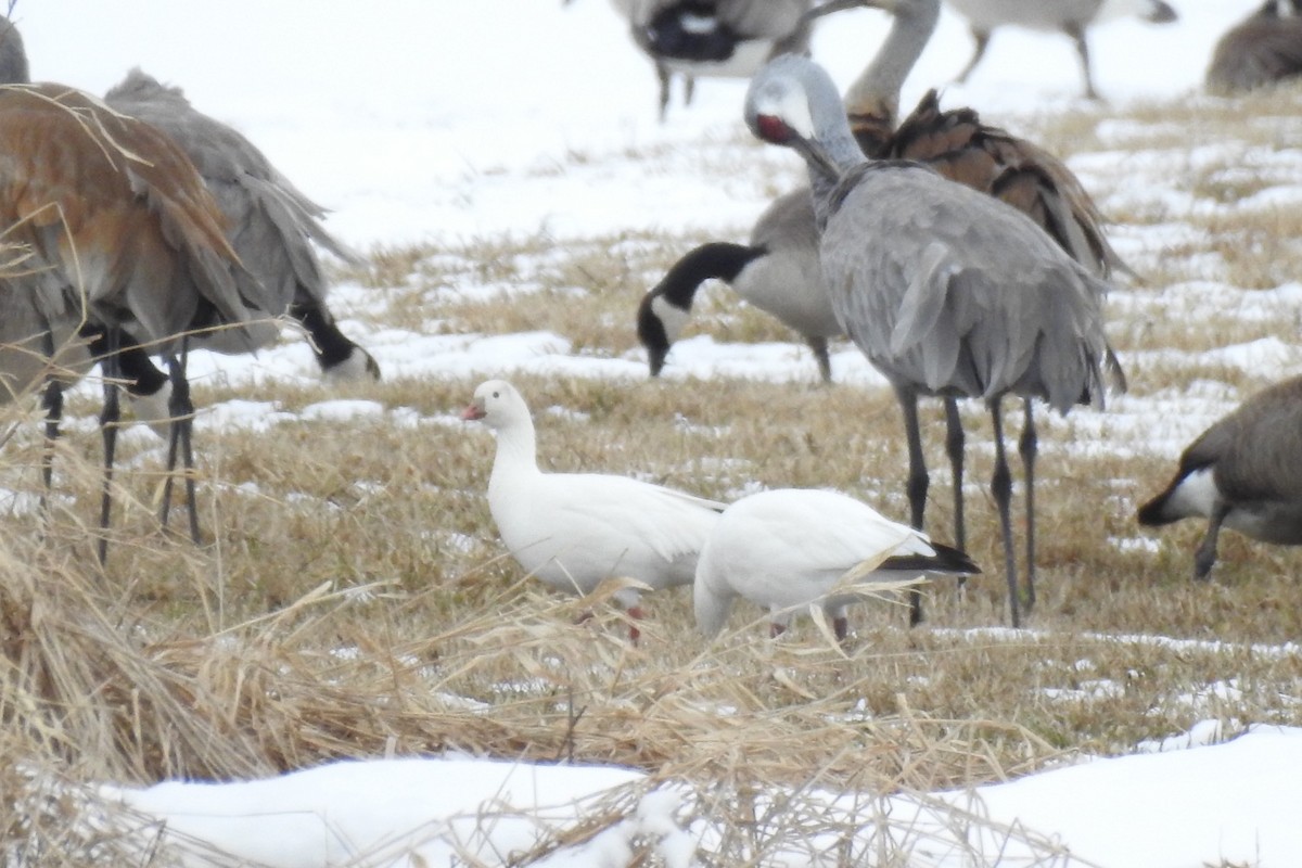 Ross's Goose - ML552750861