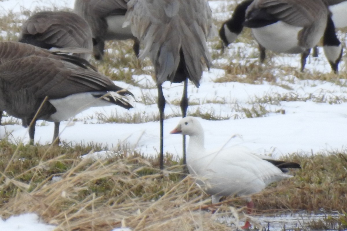 Ross's Goose - ML552750891