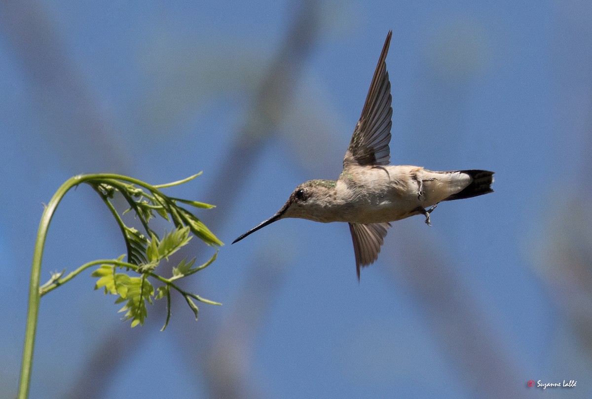 Ruby-throated Hummingbird - ML55275101