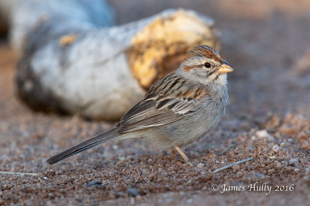 Rufous-winged Sparrow - Jim Hully