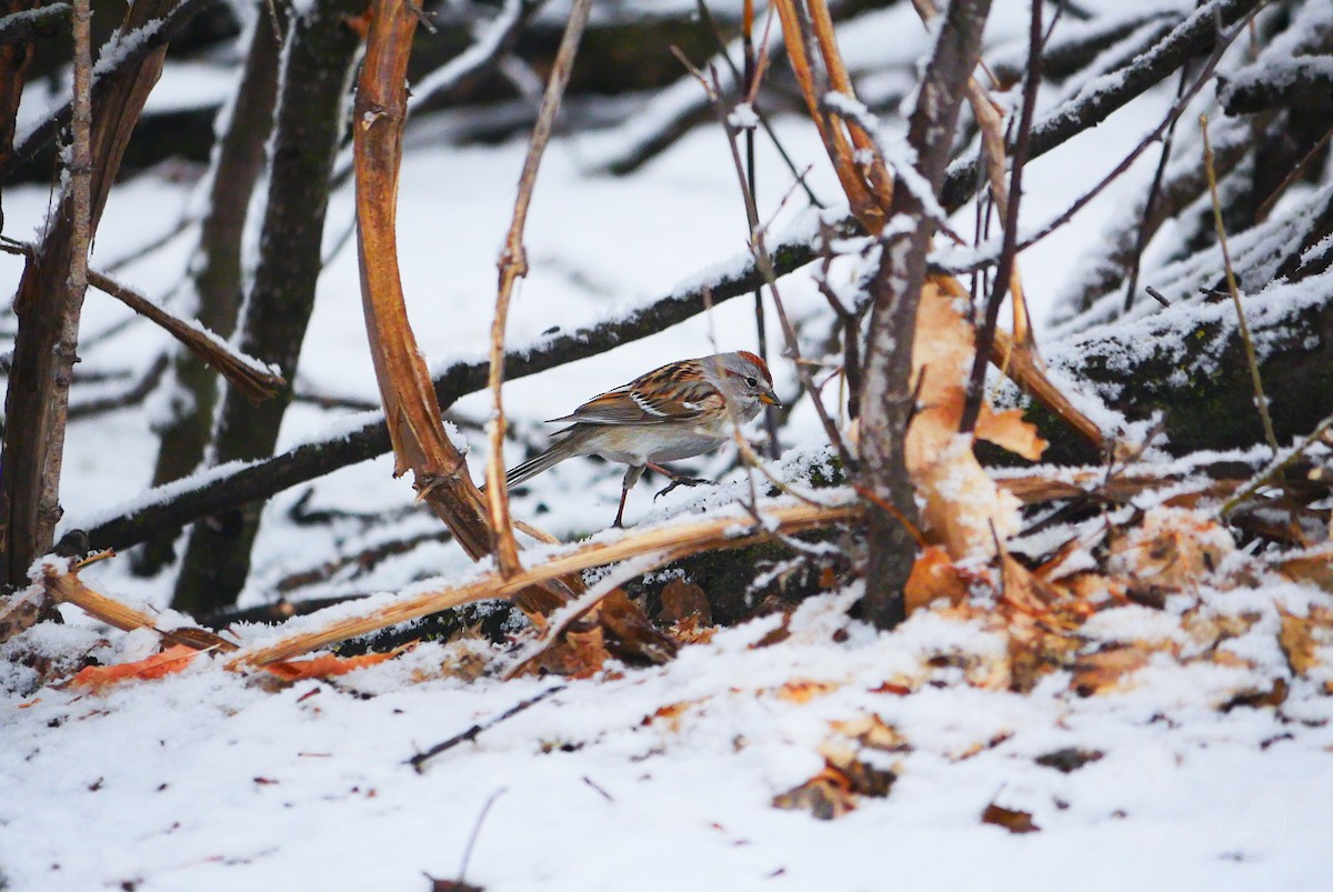 American Tree Sparrow - ML552751791