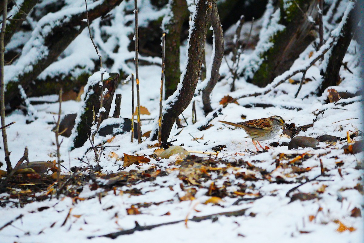 White-throated Sparrow - ML552751901