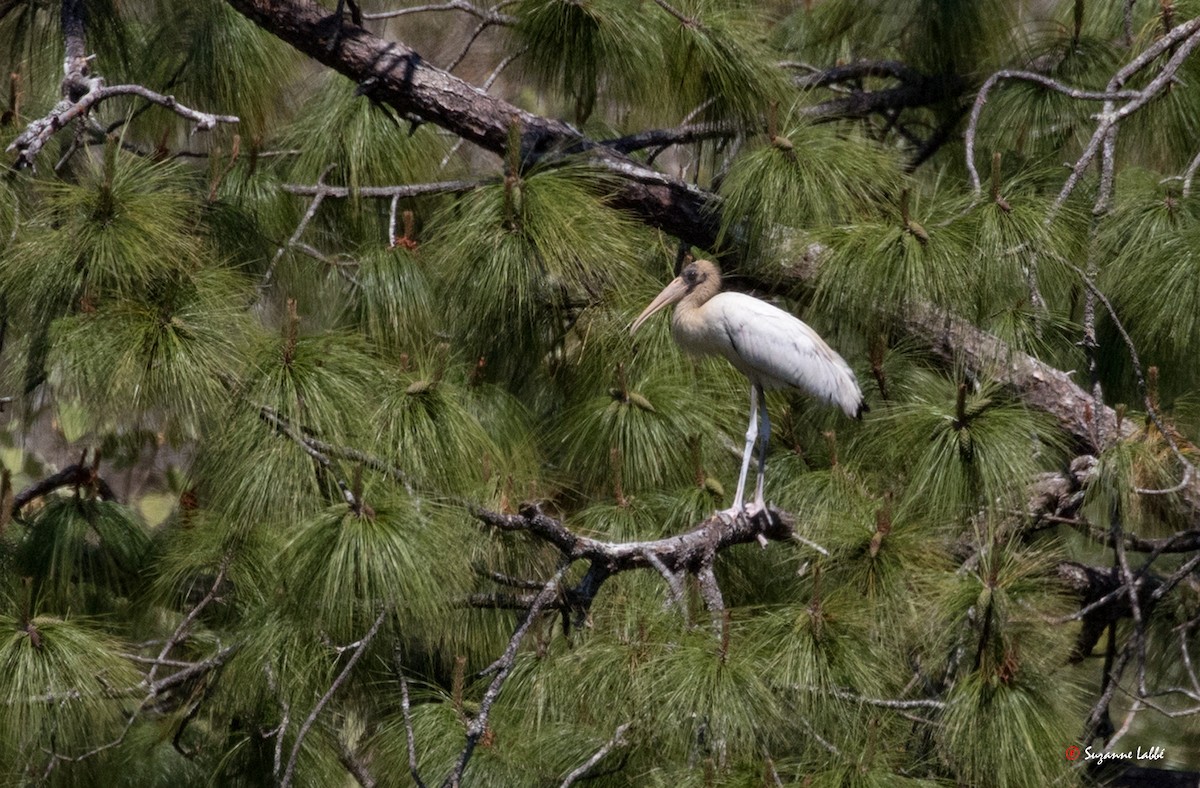 Wood Stork - Suzanne Labbé