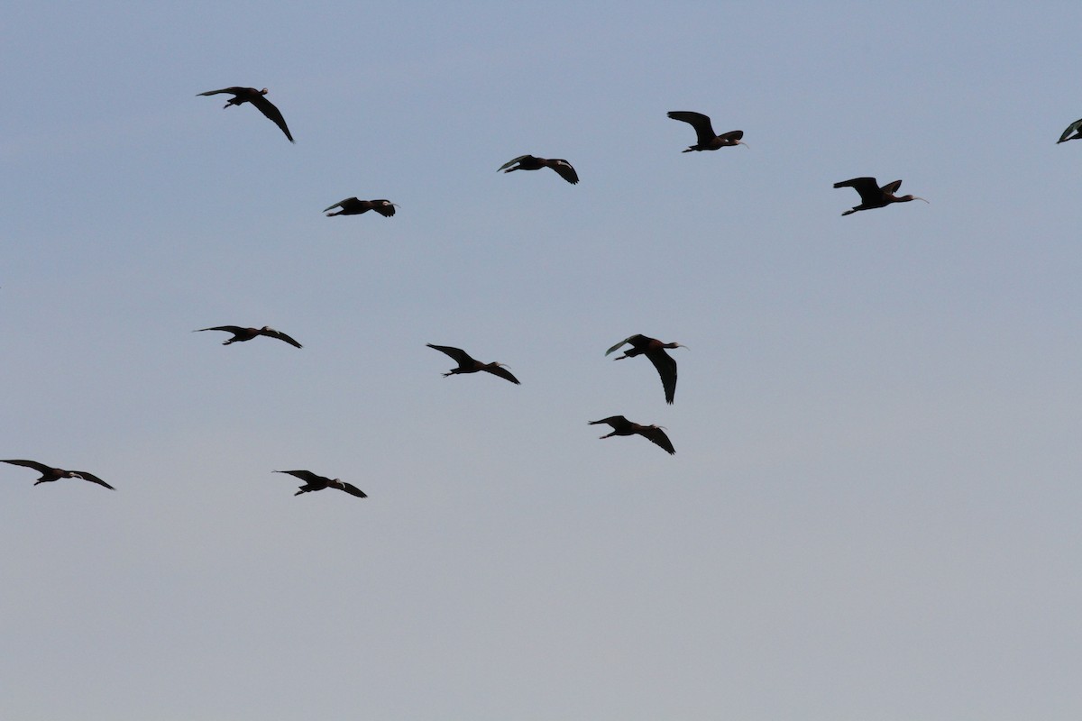 White-faced Ibis - ML55275341