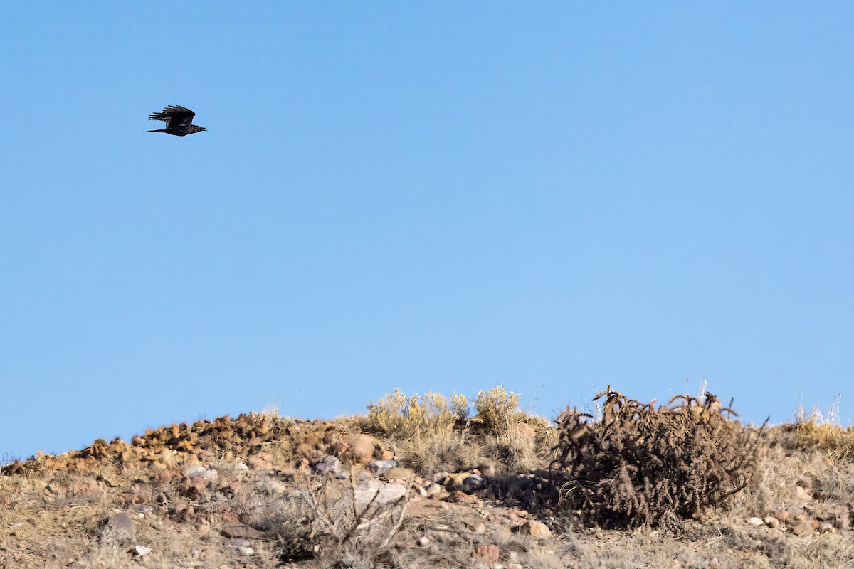 Common Raven - ML552753721