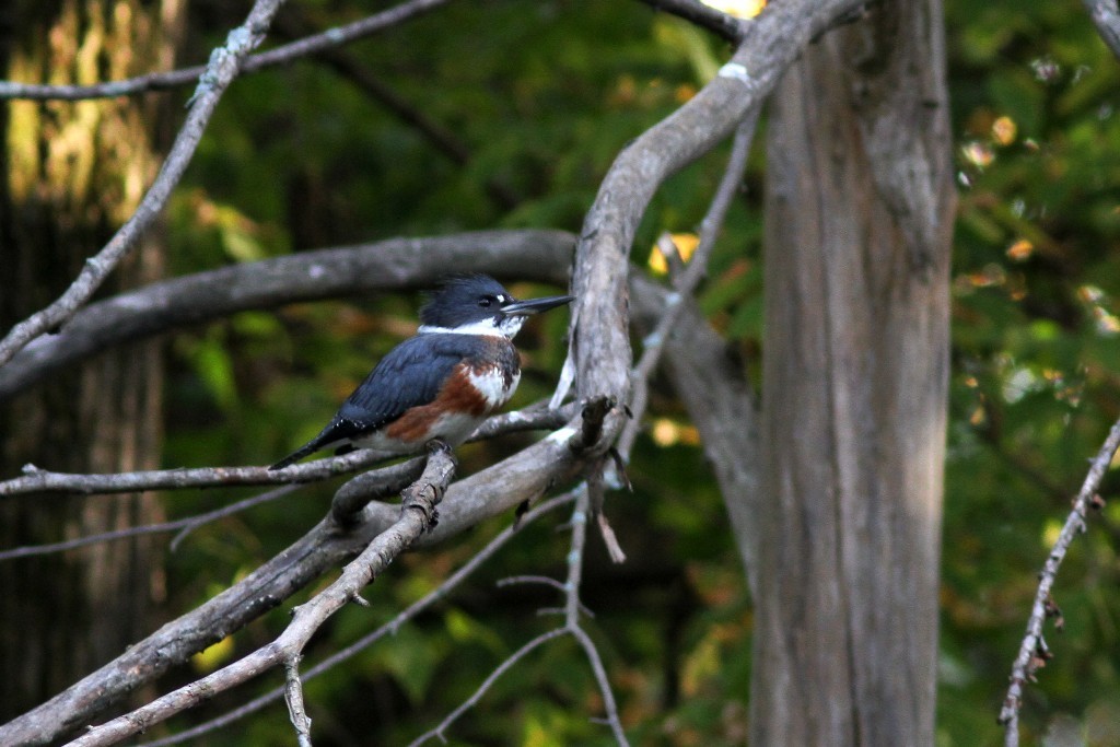 Belted Kingfisher - ML55275401