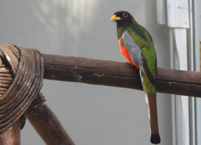 Elegant Trogon - ML552754361