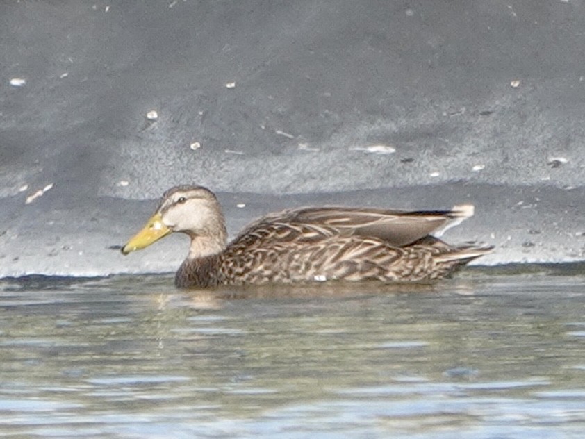 Mexican Duck - Brian Daniels