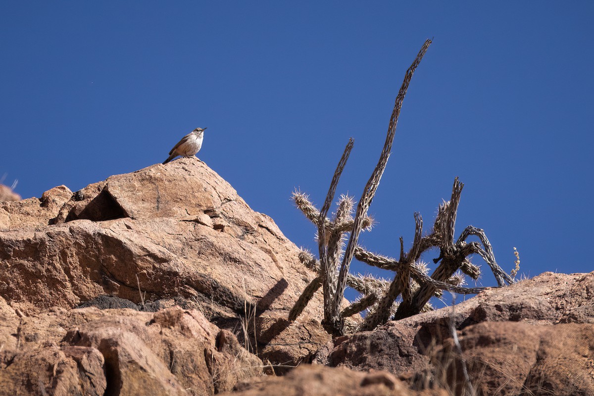 Rock Wren - ML552754611