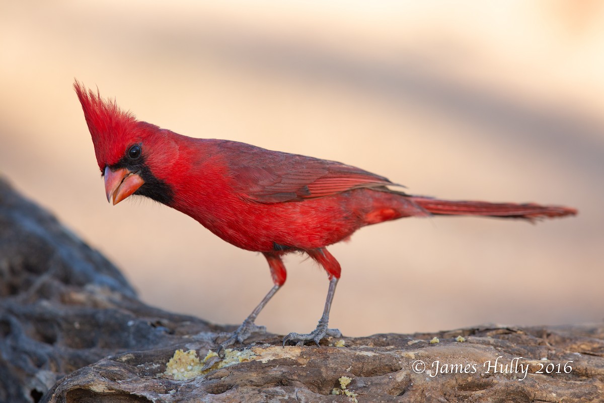 Northern Cardinal - Jim Hully