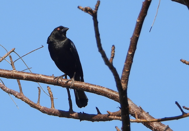Bronzed Cowbird - ML552754731