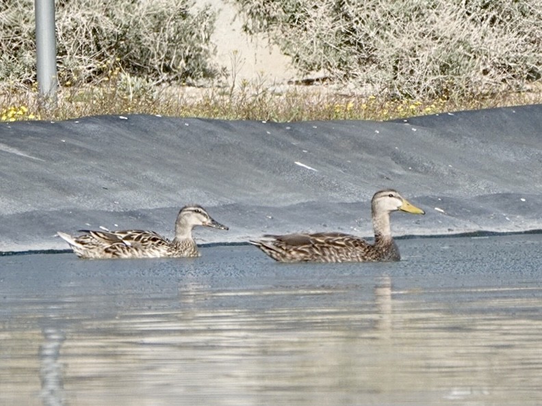 Canard du Mexique - ML552754781