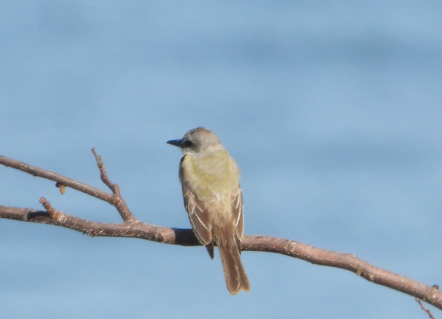 Tropical Kingbird - ML552755431