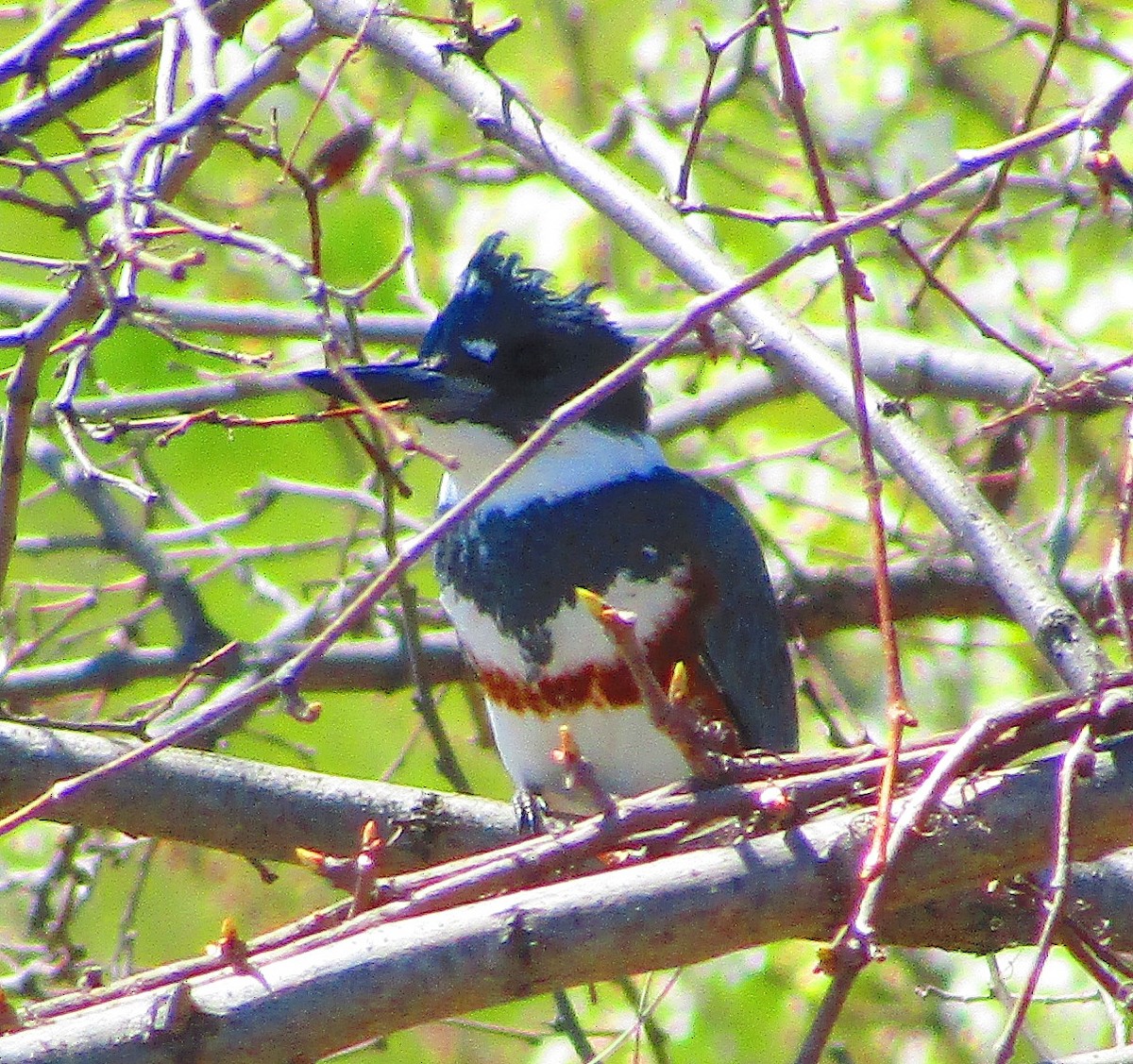 Belted Kingfisher - ML552755571
