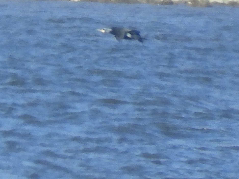 Great Cormorant - ML552755661