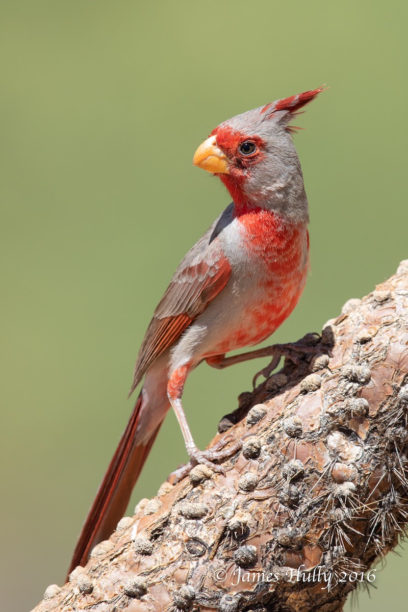 Pyrrhuloxia - ML552755721