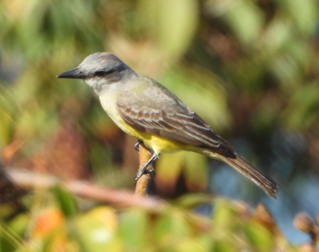 Tropical Kingbird - ML552755851