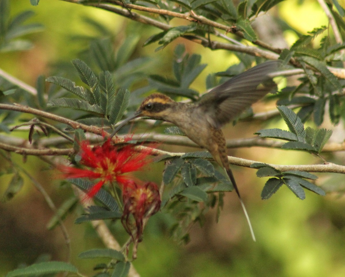 kolibřík šupinkohrdlý - ML552756221