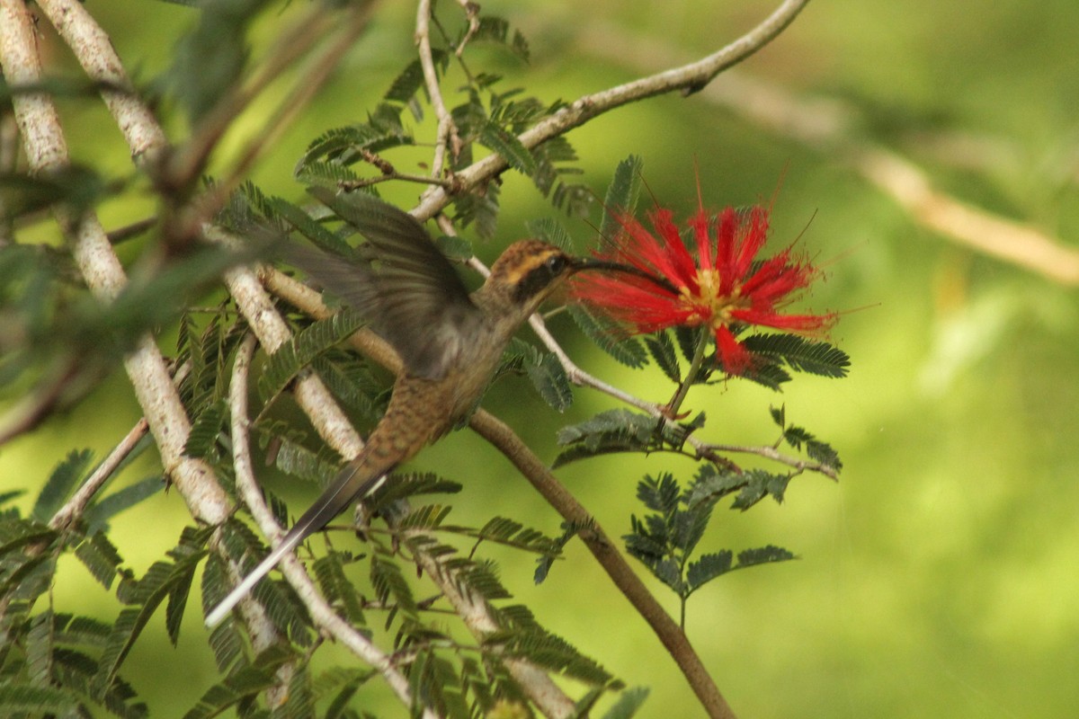 kolibřík šupinkohrdlý - ML552756251
