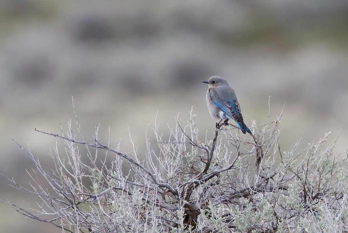 Mountain Bluebird - ML552756481