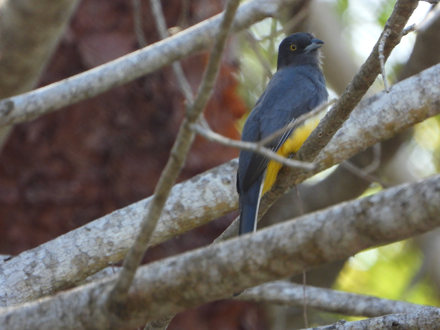 Citreoline Trogon - ML552756681
