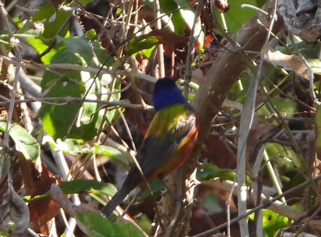 Passerin nonpareil - ML552757321