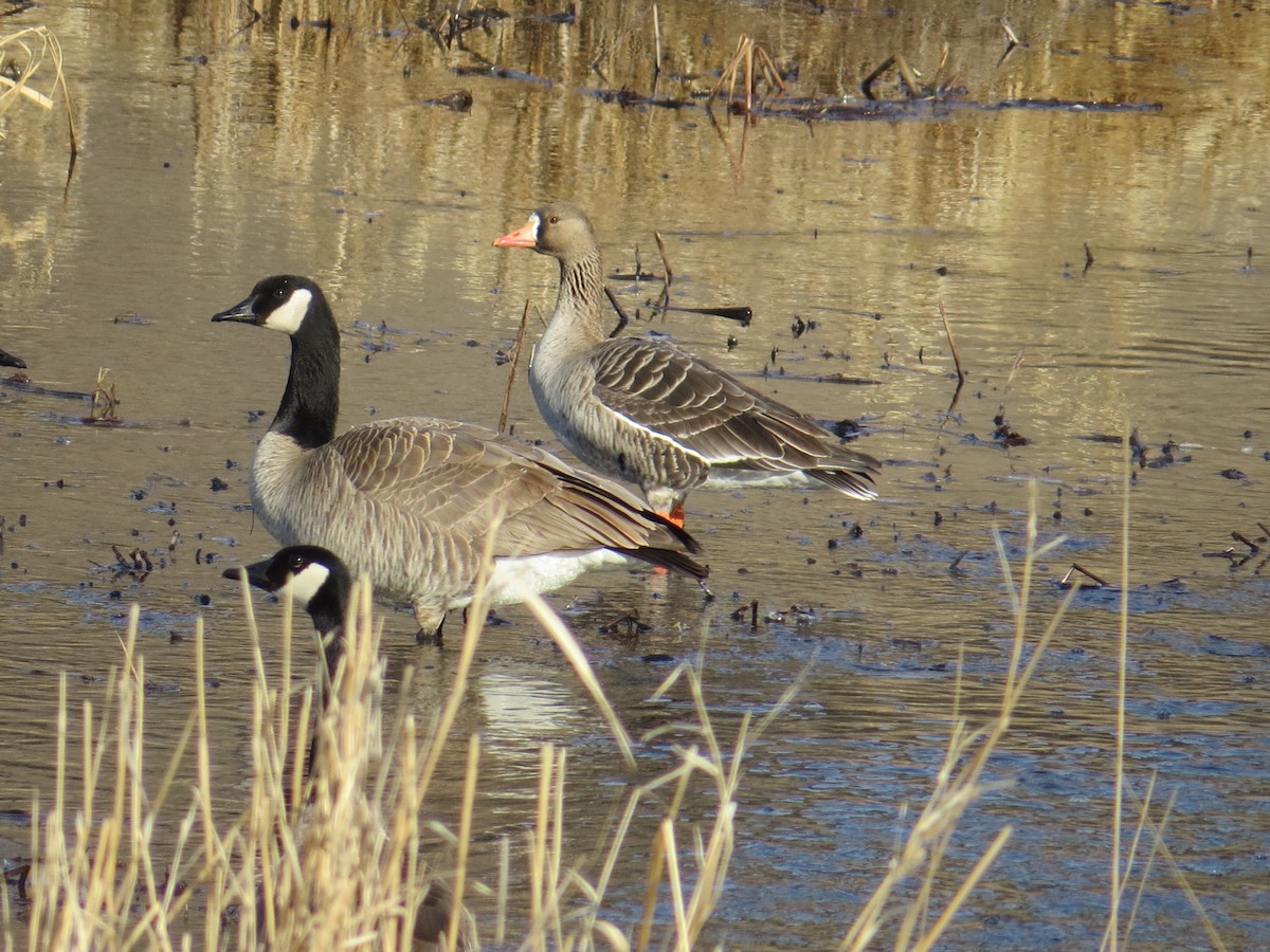 Greater White-fronted Goose - ML552758791