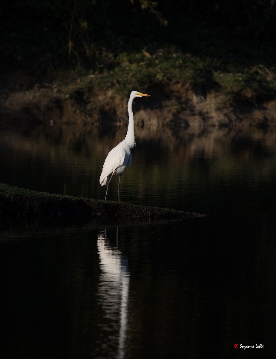 Great Egret - ML55275911