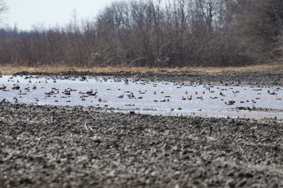 Northern Pintail - ML552759311