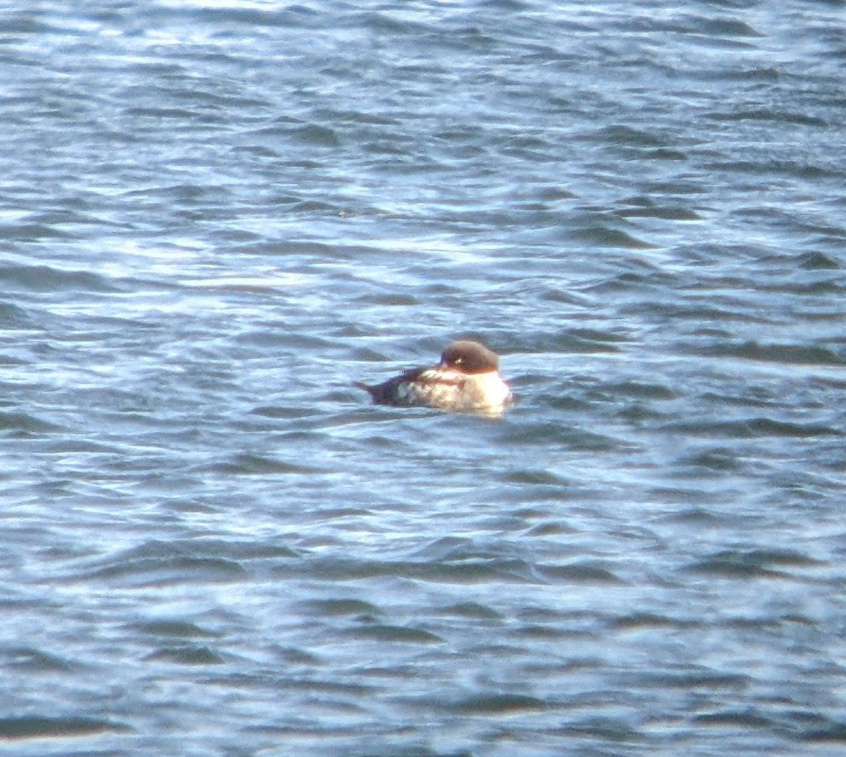 Barrow's Goldeneye - ML552759371