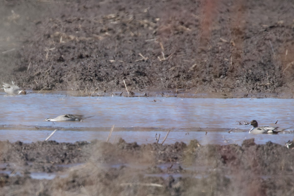 Northern Pintail - ML552759431