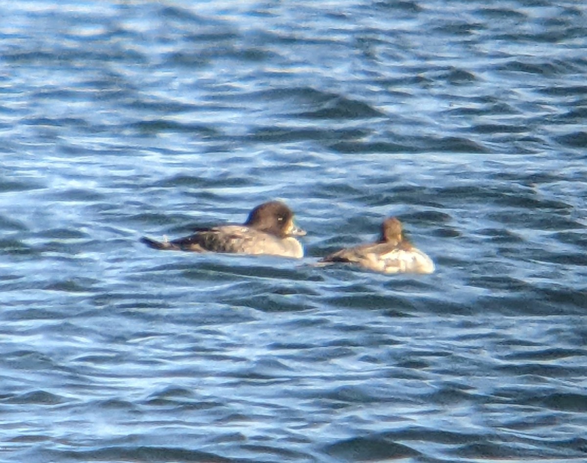 Barrow's Goldeneye - ML552759501