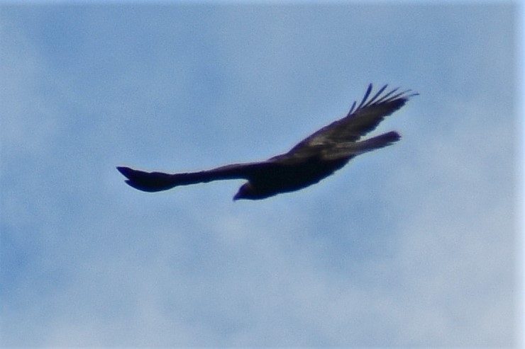Цармын бүргэд - ML552759621