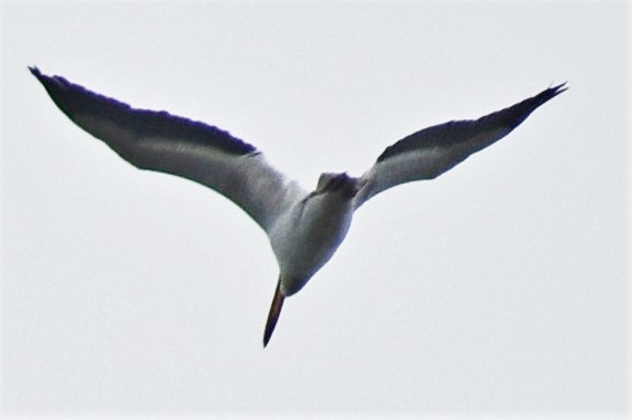 American White Pelican - ML552759781