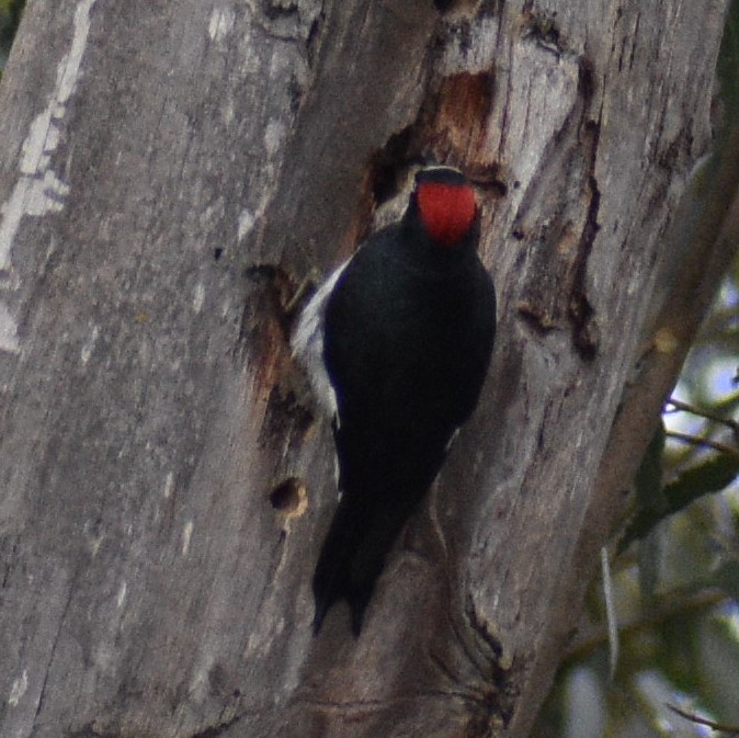 Acorn Woodpecker - ML552759911