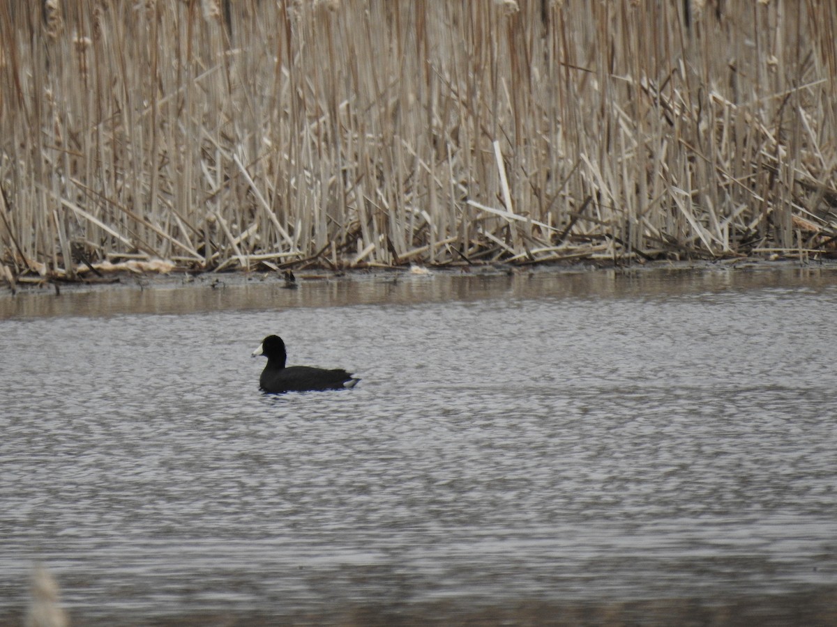 American Coot - ML552760041