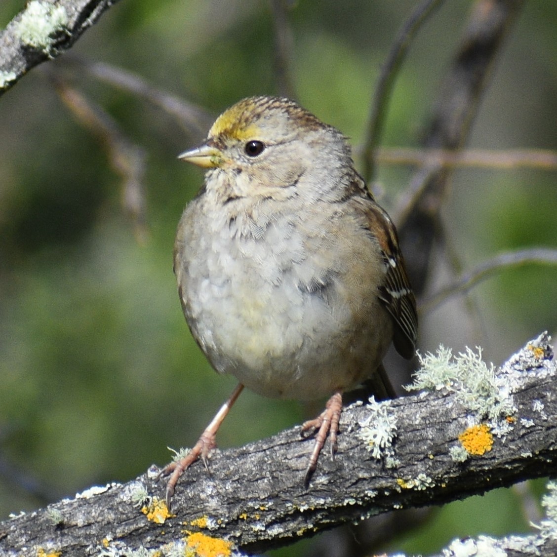 Golden-crowned Sparrow - ML552760061