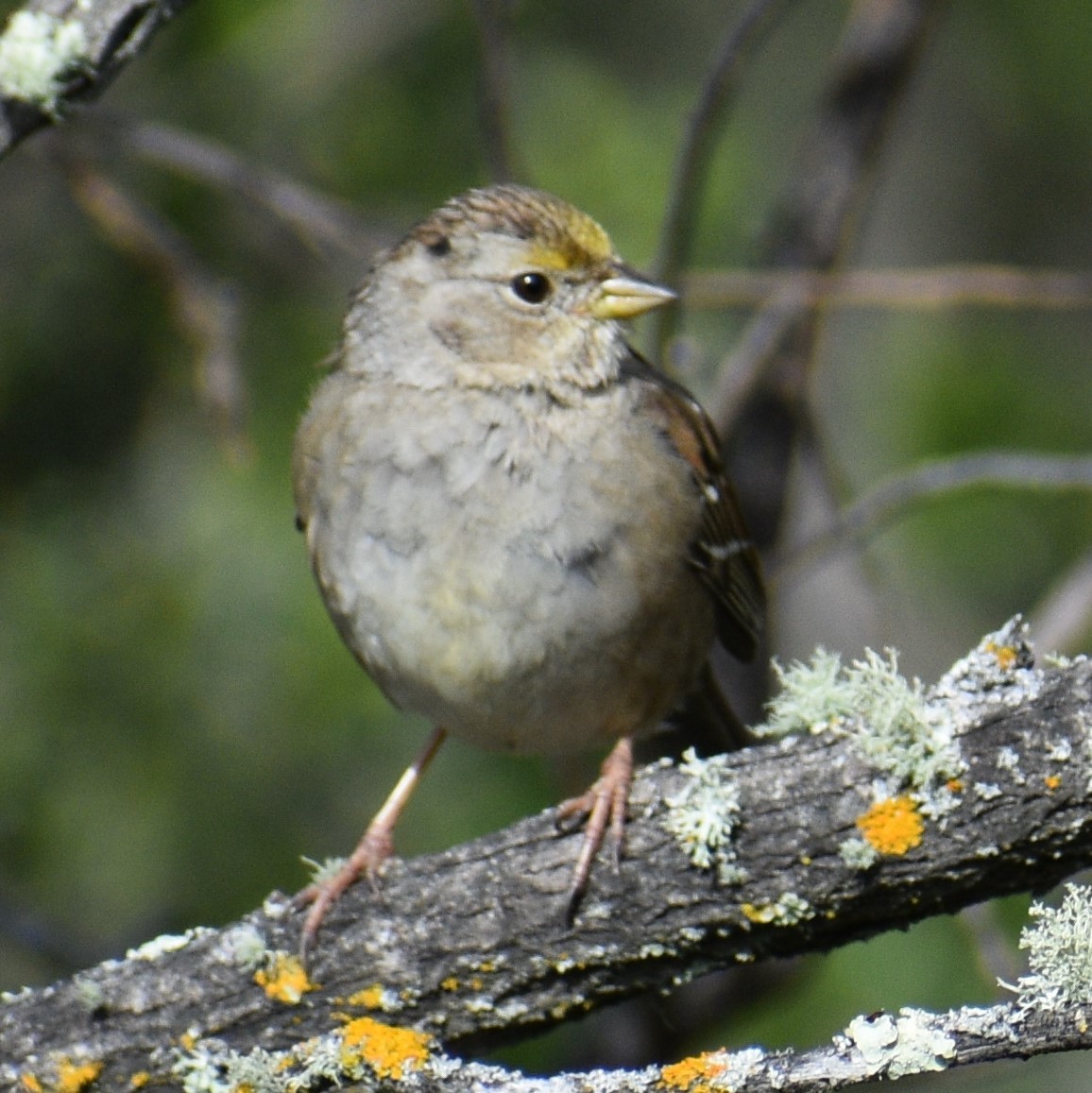 Golden-crowned Sparrow - ML552760071