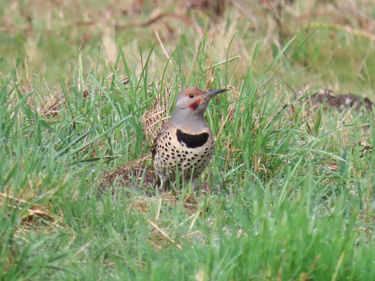 Northern Flicker (Yellow-shafted x Red-shafted) - ML552761001