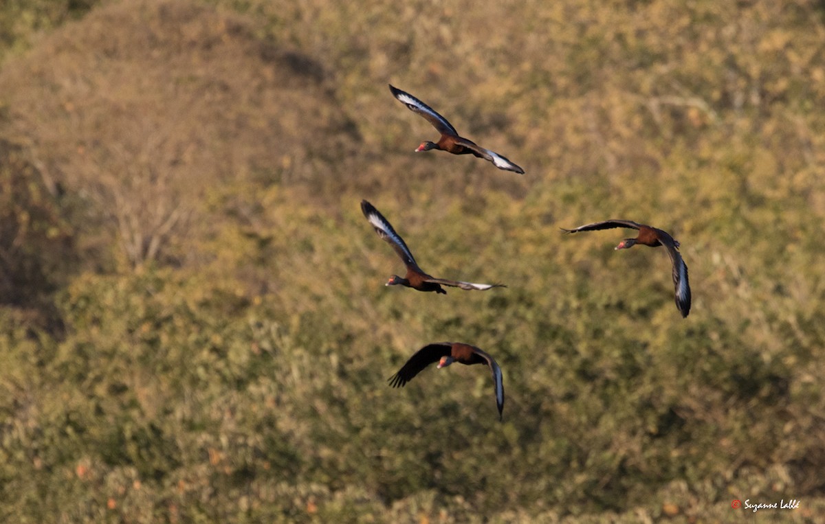 Black-bellied Whistling-Duck - ML55276141