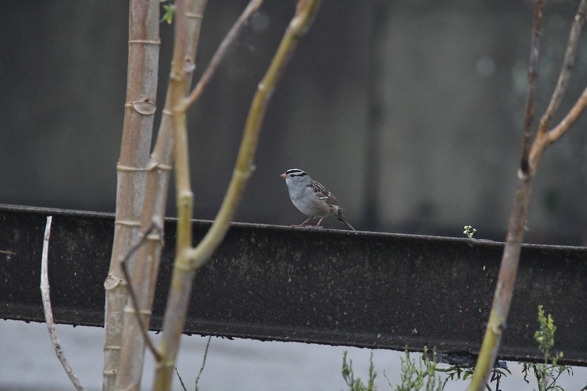 White-crowned Sparrow - ML552761411