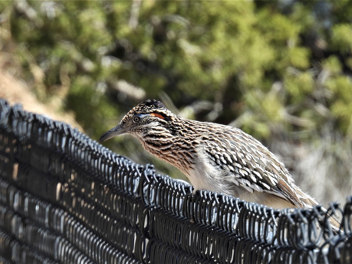 Greater Roadrunner - Chris Chappell