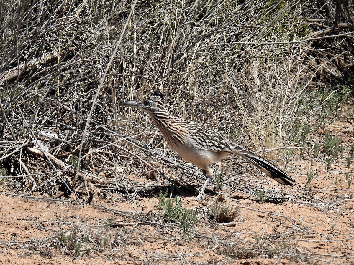 Greater Roadrunner - ML552761901