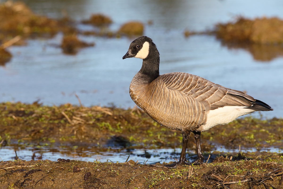 Cackling Goose (minima) - Scott Carpenter