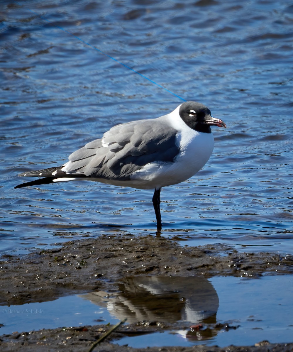 Laughing Gull - ML552763011