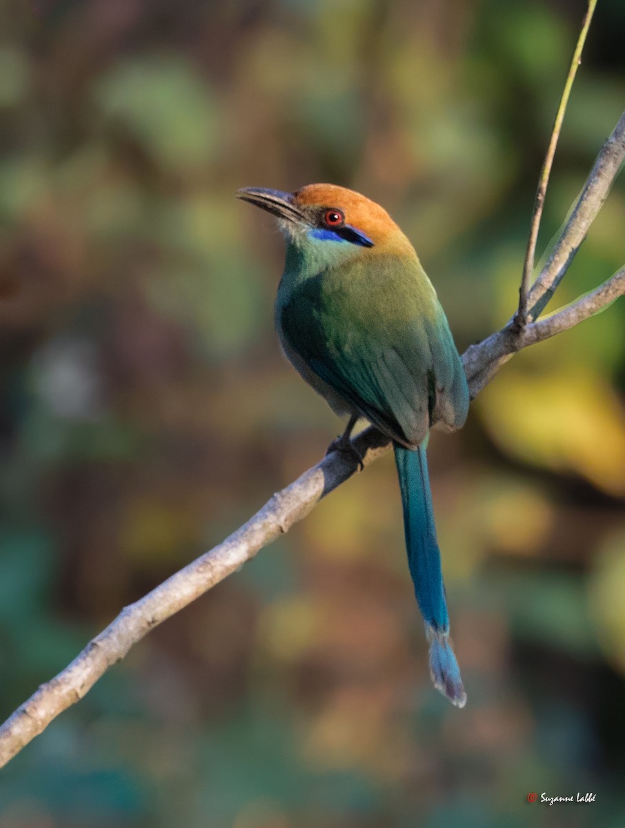 Motmot à tête rousse - ML55276331