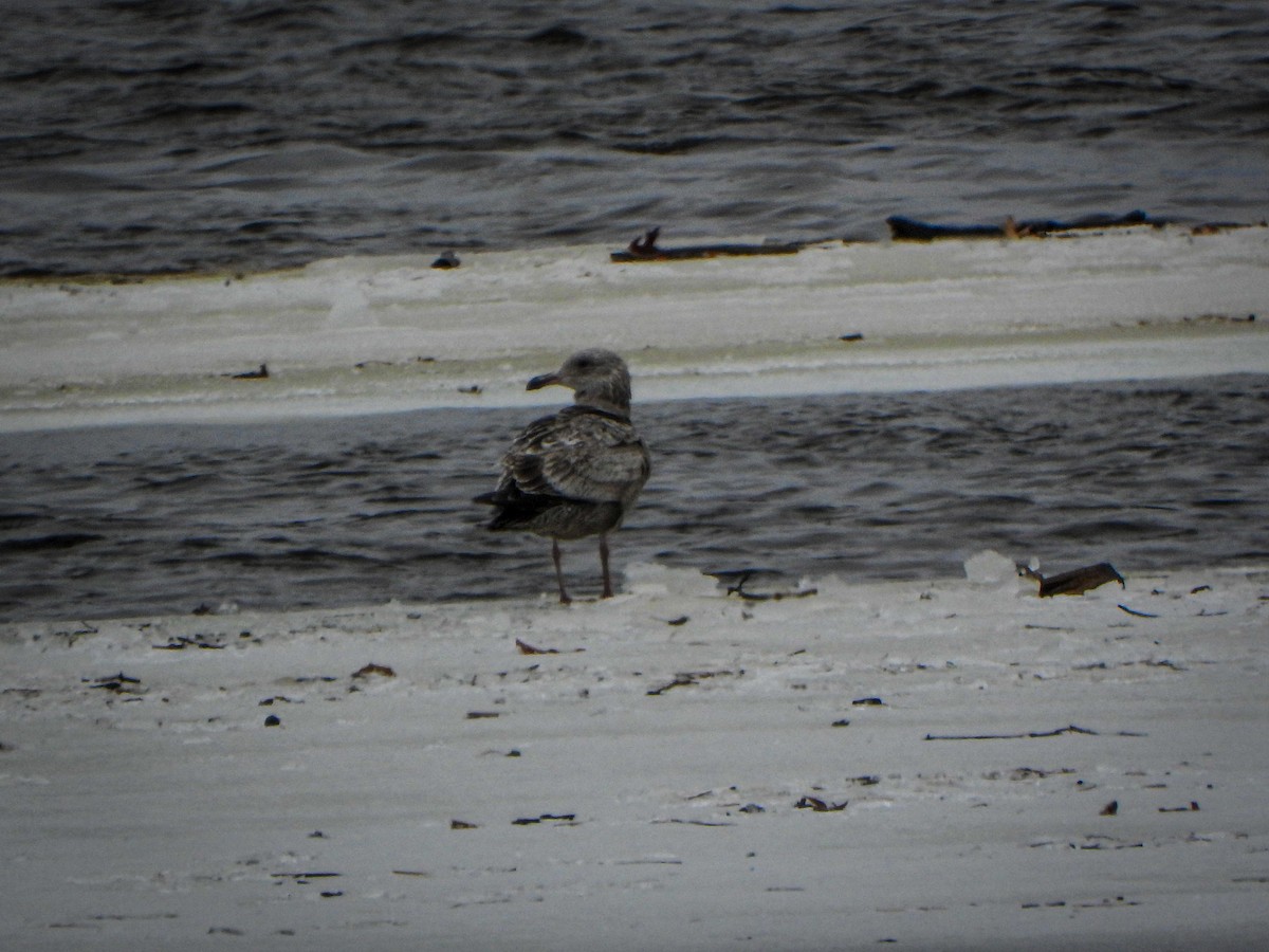 Herring Gull - ML552765851