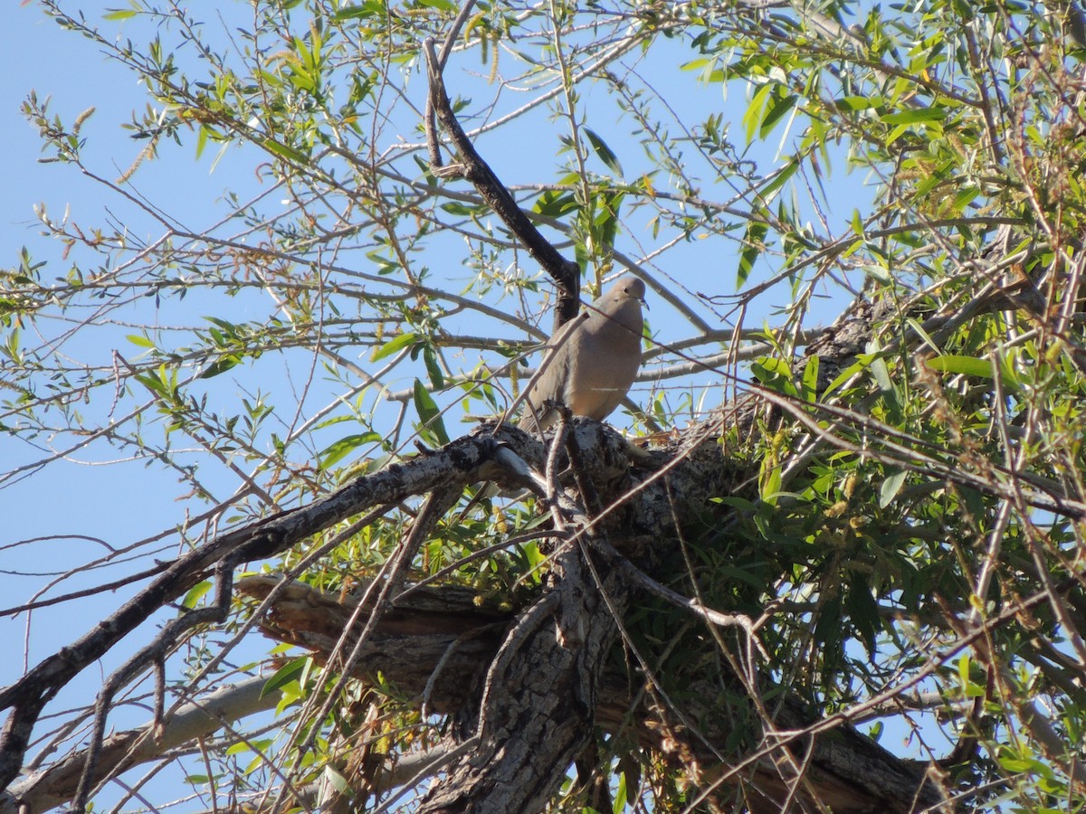 Mourning Dove - ML552765871