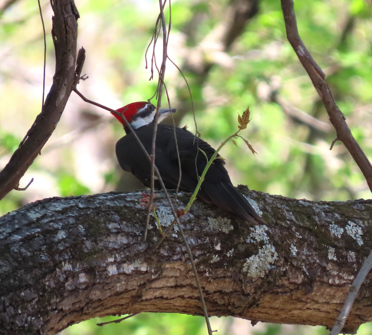 Pileated Woodpecker - ML552766101