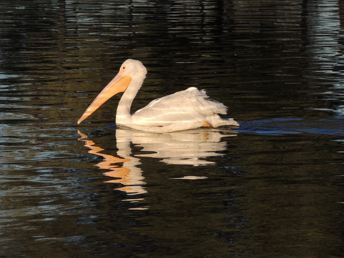 American White Pelican - ML552766111